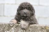 DOGUE DU TIBET 781